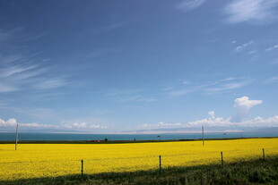 金黄油菜田与蓝天美景