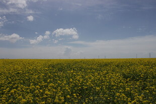 金黄油菜花田 蓝天相伴