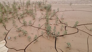 干裂土地上的稀疏绿植