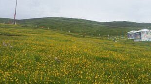 草原花海中的白色建筑