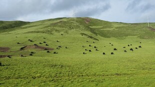 翠绿山丘上的零星植被