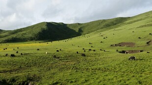 翠绿山野间的美丽风光