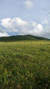 草原风光 蓝天白云绿地