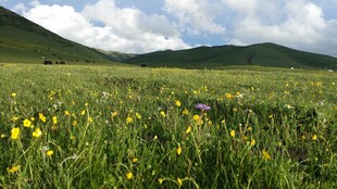 草原花海美景
