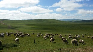 草原羊群放牧景象