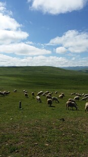 草原羊群风景图