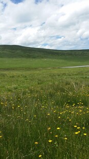 草原上的烂漫黄色小花