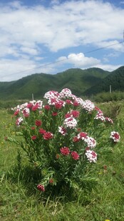 草原上绽放的多彩花朵