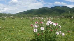 草原上绽放的美丽野花