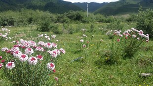 草原上绽放的美丽雏菊