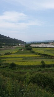 田园风光 广袤绿野美景
