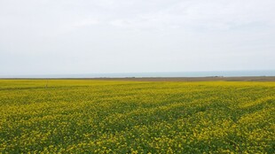 金黄油菜田 广袤田园风光