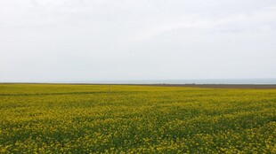 金黄花海 广袤田野风光