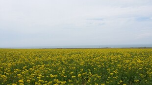 金黄花海 春日田园美景