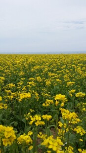 金黄油菜花海美景