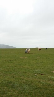 草原上悠闲吃草的牛群