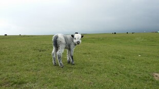 草原上的小白羊