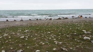 海边滩涂 群鸟栖息场景