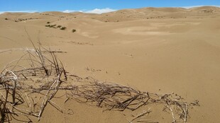沙漠中的枯枝干