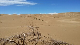 沙漠中的枯枝干