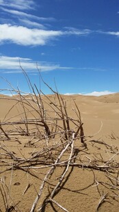 沙漠中枯枝干