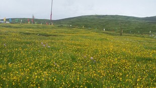 草原上的黄色花海