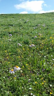 草原上的多彩野花