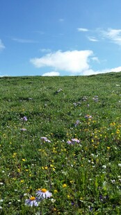草原花海 蓝天白云美景