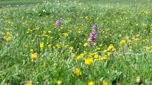 草地中的紫黄花卉绽放