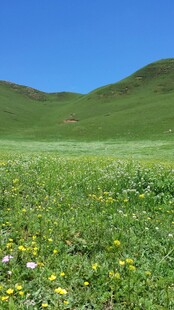 草原花海 蓝天青山美景
