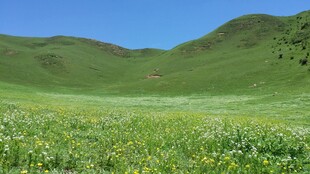 广袤绿野 烂漫山花绽放