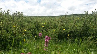 野外繁茂花草景观