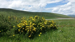 草原上绽放的黄色野花