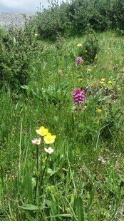 草地中的多彩野花