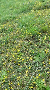 草地中的黄色小花绽放