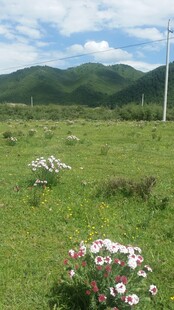 草原野花与远山美景
