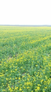 春日油菜田风光
