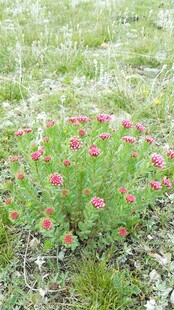 草地上的娇艳粉色小花