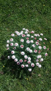 草地上的多彩球堆