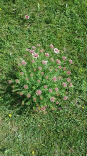 草地上的粉色小花植株