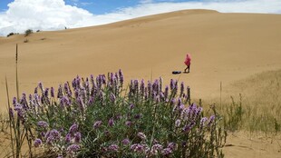 沙漠中绽放的紫色花卉