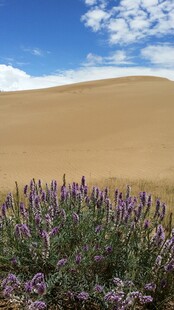 沙漠中的紫色花卉景观