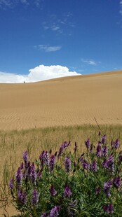 沙漠中的紫色花卉景观