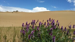 沙漠边的紫色花朵绽放