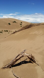 沙漠中的枯枝干