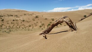 沙漠中枯木的独特景象