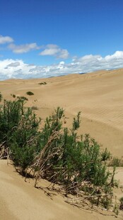 沙漠中的绿色植被景观