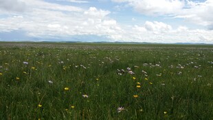 广袤草原 绿意盎然