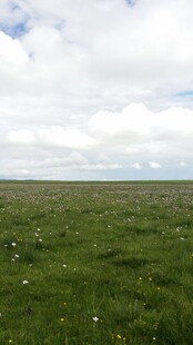 广袤草原 蓝天白云下的绿野