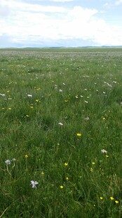 广袤绿野 繁花点缀